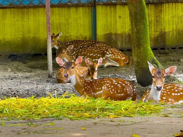 Yüksek çözünürlüklü bir fotoğrafta canlı yeşil bitki örtüsünün ortasında, bir ağacın yanında huzur içinde dinlenen benekli geyik görülüyor..