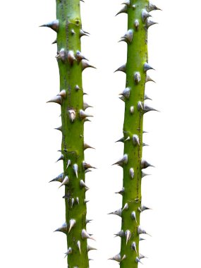 Yüksek çözünürlüklü fotoğraf, tehdit edici dikenlerle kaplı iki canlı ağaç gövdesini yakalıyor, tamamen şeffaf bir arkaplan üzerine kurulmuş, doğanın savunma mekanizmalarını gösteriyor..