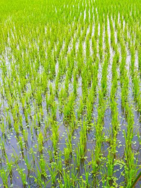 Genç yeşil çeltik bitkileri sel basmış tarlalarda gelişerek canlı kırsal tarımı yansıtıyorlar. Yüksek çözünürlüklü fotoğraf doğanın güzelliğini gösteriyor.