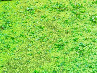 Soyut bir görüntü, parlak yeşil su bitkilerinin yoğun yüzeyini yakalar ve canlı ekolojik bir his ile dokulu, doğal bir zemin yaratır..