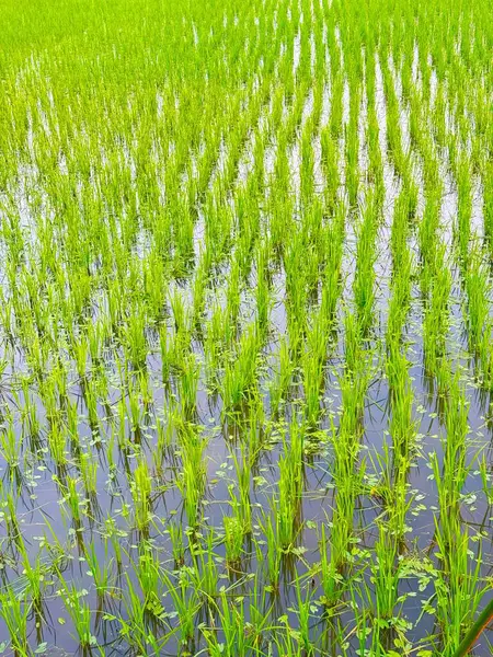 Genç yeşil çeltik bitkileri sel basmış tarlalarda gelişerek canlı kırsal tarımı yansıtıyorlar. Yüksek çözünürlüklü fotoğraf doğanın güzelliğini gösteriyor.