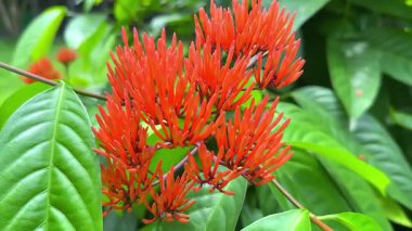 Canlı turuncu ixora çiçekleri çiçek açar, tropik esintide yavaşça sallanır, yemyeşil arka planda.