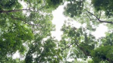 Hafif meltem hışırdıyor yeşil yapraklar yemyeşil orman gölgesinde Huzurlu bir yaz havası yaratıyor