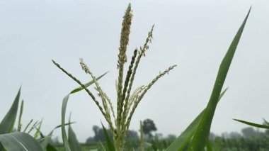 Mısır tarlası tarımı, bulutlu bir havada kırsal alanlarda mısır saplarının büyüdüğünü gösteriyor.