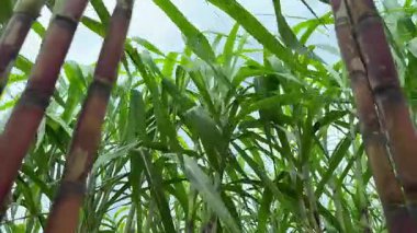 Güneşli bir günde rüzgarda hafifçe esen şeker kamışı, tarım ve gıda kavramı