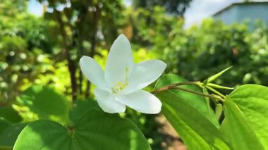 Canlı pembe amber çiçeği, doğal ışıkta güzel çiçek açıyor, yazın güzelliğini gözler önüne seriyor ve bahçe ve çiçek temalı projeler için mükemmel.