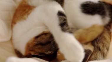 Yatakta uyuyan sevimli kedi.