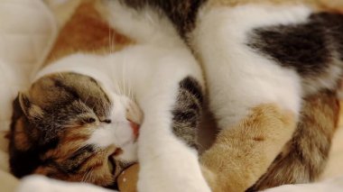 Kedi kanepede uyuyor.