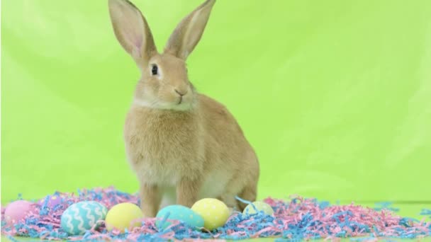 ウサギとカラフルな卵 — ストック動画