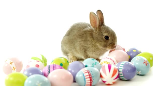 Conejo Huevos Con Huevos Pascua Aislados Sobre Fondo Blanco — Vídeos de Stock
