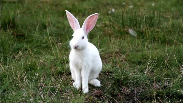 Otların Arasında Beyaz Tavşan — Stok video