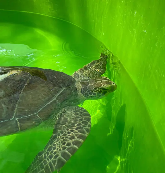 Kaplumbağa yeşili arka plan yüzme kaplumbağa okyanus yeşil hayvan arka plan deniz