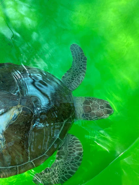 Schildpad Groene Achtergrond Zwemschildpad Oceaan Groen Dier Achtergrond Marine — Stockfoto