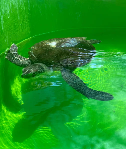 Kaplumbağa yeşili arka plan yüzme kaplumbağa okyanus yeşil hayvan arka plan deniz