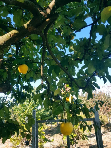 Doğal portakal bahçesi sarı yaz meyve bahçesi yeşil yaprak taze sulu tatlı bahçe arka planı