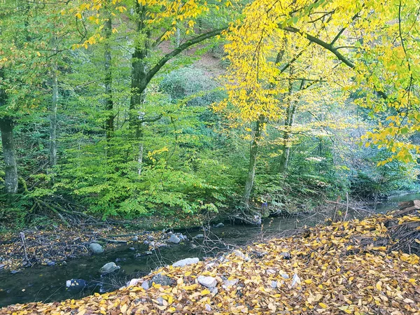 Sonbahar doğa nehir ormanı, sonbahar turizmi sonbahar resimleri nehri gezer güzel yaprak bahar gölü