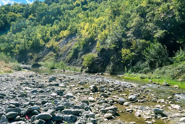Dağ Ormanı ve Yeşil Ağaç Turizmi Güzelliği