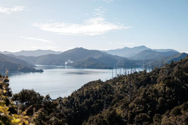 Image Looking Out Marlborough Sounds Foreground Has Large Number Trees — Stock Photo, Image