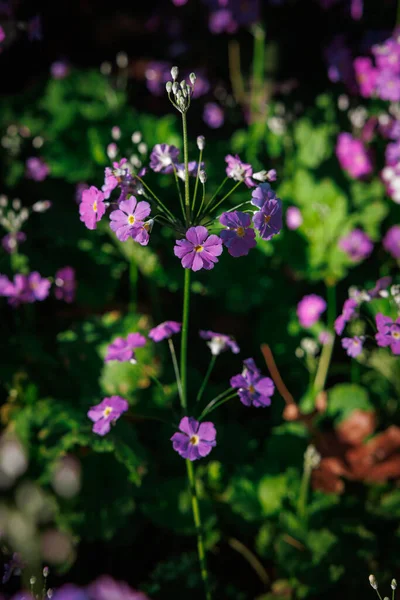 Une Photo Une Petite Fleur Violette Dans Jardin Lumière Est — Photo