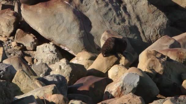 周囲をさまよっている岩のセットのシール このショットはニュージーランドのKaikouraで撮影されました — ストック動画