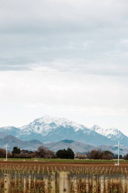 Blenheim Yeni Zelanda 'da bir üzüm bağına bakarken çekilmiş bir fotoğraf. Arka planda çok güzel bir dağ var.