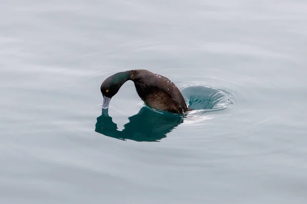 A duck frozen in a moment before performing a dive into the water to find food. This is a New Zealand scaup duck, that was captured in Queenstown New Zealand