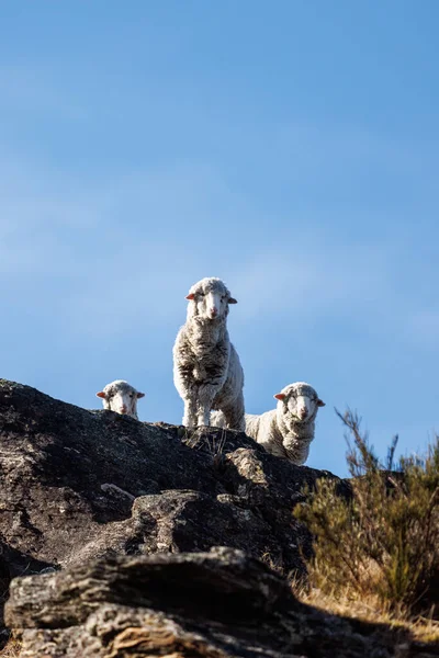 Tepenin tepesinden muhteşem bir şekilde bakan üç koyun. Bu resim Queenstown, Yeni Zelanda 'da çekildi.