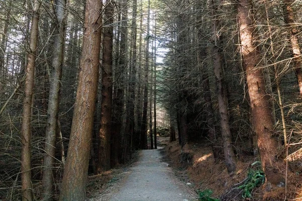 Ścieżka Lesie Drzewa Tworzą Ciemny Obraz — Zdjęcie stockowe