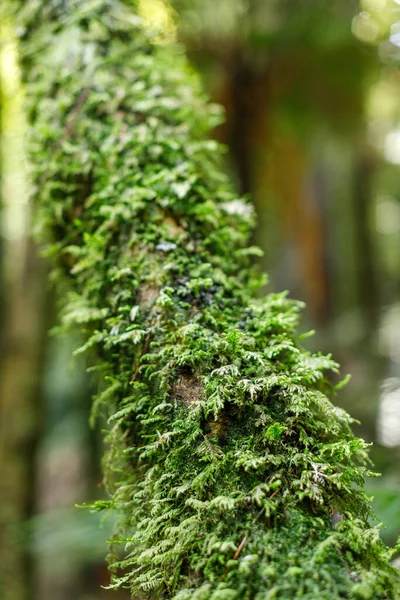 A tree growing with brightly colored green moss growing in it.