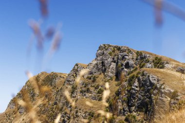 Napier, Yeni Zelanda 'daki Te-Mata Peak' in bir fotoğrafı. Ön planda birkaç saz var..