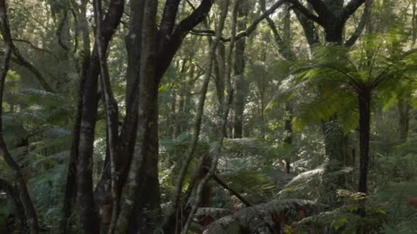 ニュージーランドのミルフォード サウンドにある緑豊かな原生林のパンニングショット — ストック動画