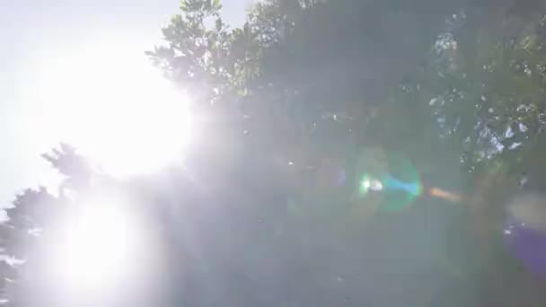 Colpo Basso Angolo Guardando Gli Alberi Con Sole Che Scorre — Video Stock