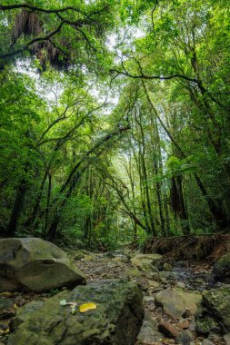 Yeni Zelanda çalılığının ortasında kayalık yosunlu bir yarık..