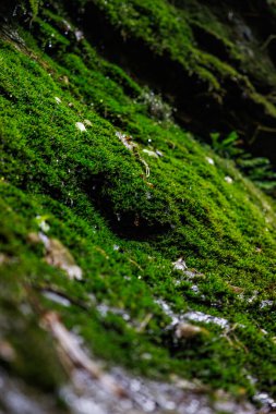 Yeni Zelanda çalılığının ortasında kayalık yosunlu bir yarık..