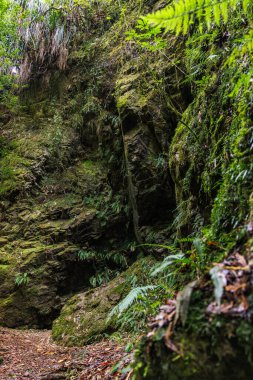 Yeni Zelanda çalılığının ortasında kayalık yosunlu bir yarık..