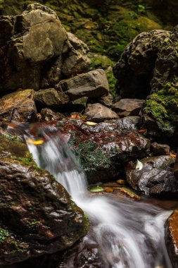 Yeni Zelanda çalılığının ortasında kayalık yosunlu bir yarık..