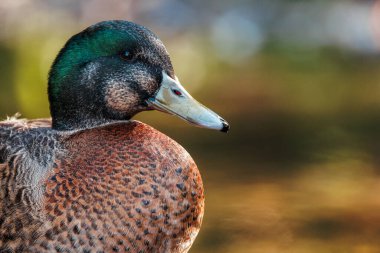 Nehirde duran bir Mallard Duck resmi. Ördek bir erkek olduğu için koyu yeşil bir kafası var..