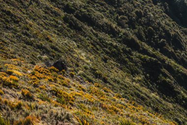 Remutaka trigonometrinin yanında kayalık bir yüz. Çekimde bol yeşillik ve geniş bir gökyüzü var. Bu fotoğraf Yeni Zelanda 'nın Wellington bölgesinde Yukarı Hutt ve Featherston arasındaki Remutakas' ta çekildi.