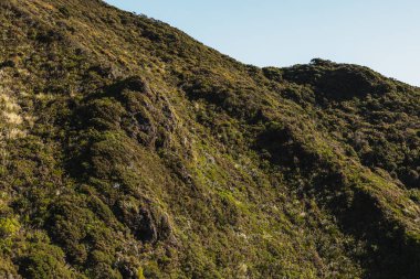 Birçok bitki ve ağaçla kaplı bir yamaç. Çekimde bol yeşillik ve geniş bir gökyüzü var. Bu fotoğraf Yeni Zelanda 'nın Wellington bölgesinde Yukarı Hutt ve Featherston arasındaki Remutakas' ta çekildi.