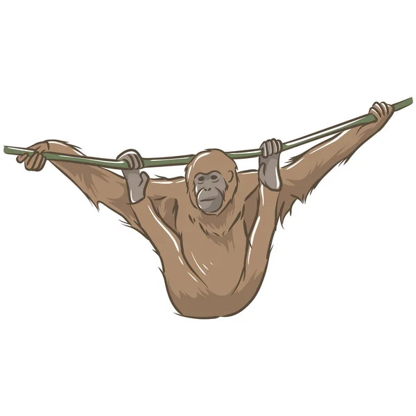 Imagem Vetorial Macaco Árvore Animais Selvagens Fotos — Vetor de Stock