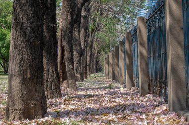 Güzel kiraz çiçeği sakura baharda açar Nisan ayında, taze yeşil doğa çimeni bahçe zemin halısı aşkla dolu, mor aromalı çiçek desenli.