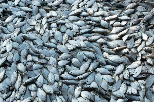多くの新鮮な小さな健康的なクローズアップシルバー未調理サダインアンチョビベースの動物キャッチ青い海の海の地中海の食材として魚介類や食品市場のレストラン食料品 — ストック写真