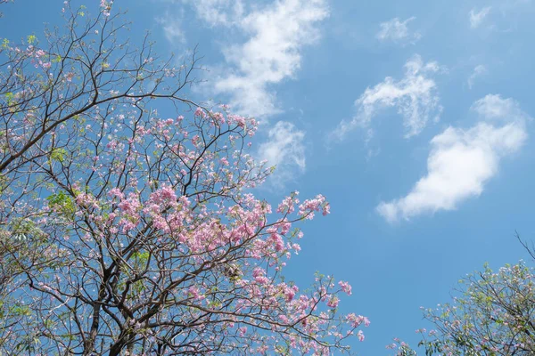 Güzellik açan kiraz çiçekleri açık mavi gökyüzünde bahar ve yaz aylarında bulutlarla birlikte pembe sakura çiçekleri, doğa açık havada güneşli bir günde mavi arka planda bulunan oldukça taze çiçek yaprakları.