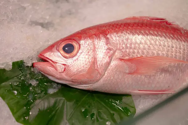 Red Fresh Uncooked Raw Bream Fish Head Catch Sea Ice — Stock Photo, Image