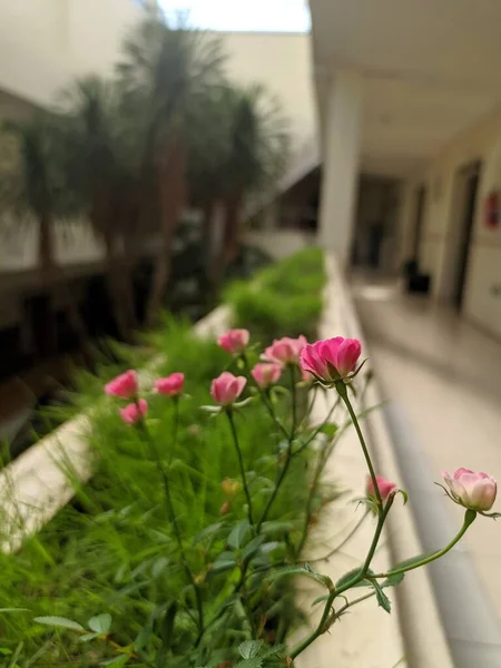 Bulanık Arkaplanı Olan Pembe Küçük Güller — Stok fotoğraf