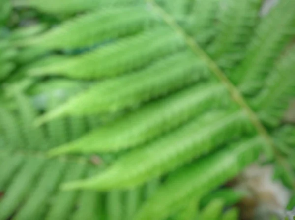 Rozmazane Zielone Liście Paproci Ogrodzie — Zdjęcie stockowe