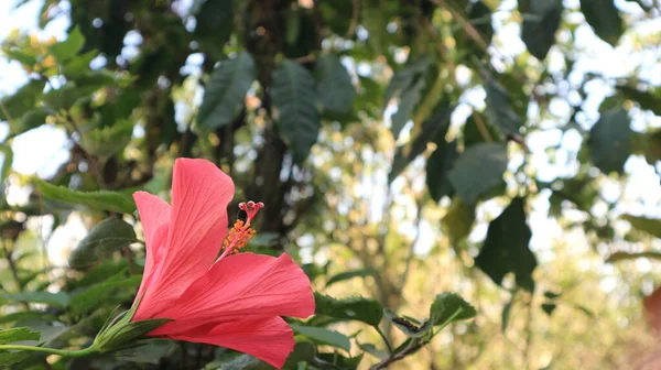 Flor Hibisco Vermelho Jardim — Fotografia de Stock