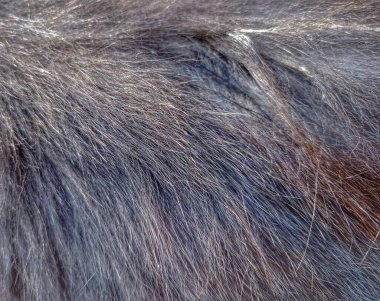 Siyah bir atın kürküne yakın.