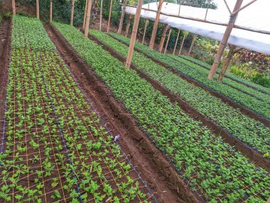 Bahçedeki küçük kasımpatı çiçeklerinin güzel manzarası.