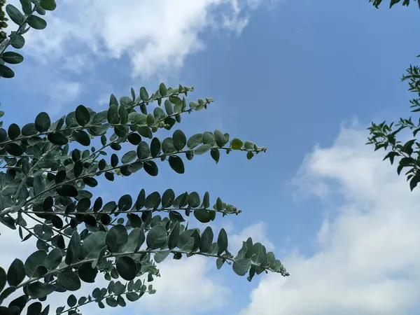 eucalyptus branches against the sky